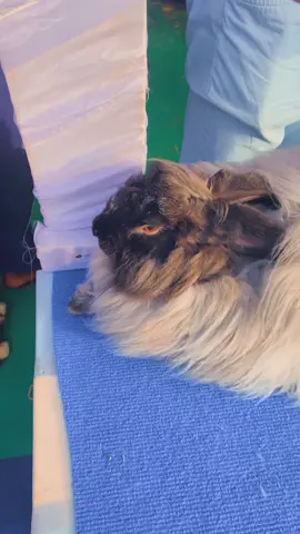 Angora anglais pur sang 🩸 #venteenligne #lapin #animaleries #animaldecompagnie #metissage #lapindoré #viralvideos #lapindoré #tiktoksenegal🇸🇳 #malitiktok🇲🇱 #togolais228🇹🇬 #guineenne224🇬🇳 #benintiktok🇧🇯 #burkinatiktok🇧🇫🇧🇫🇧🇫❤️ #cotedivoire🇨🇮 #gambien_tiktok🇬🇲🇬🇲 #transformation #mauritania #senegalaise_tik_tok #africa #senegal #dakar #parcellesassainies #pourtoi 
