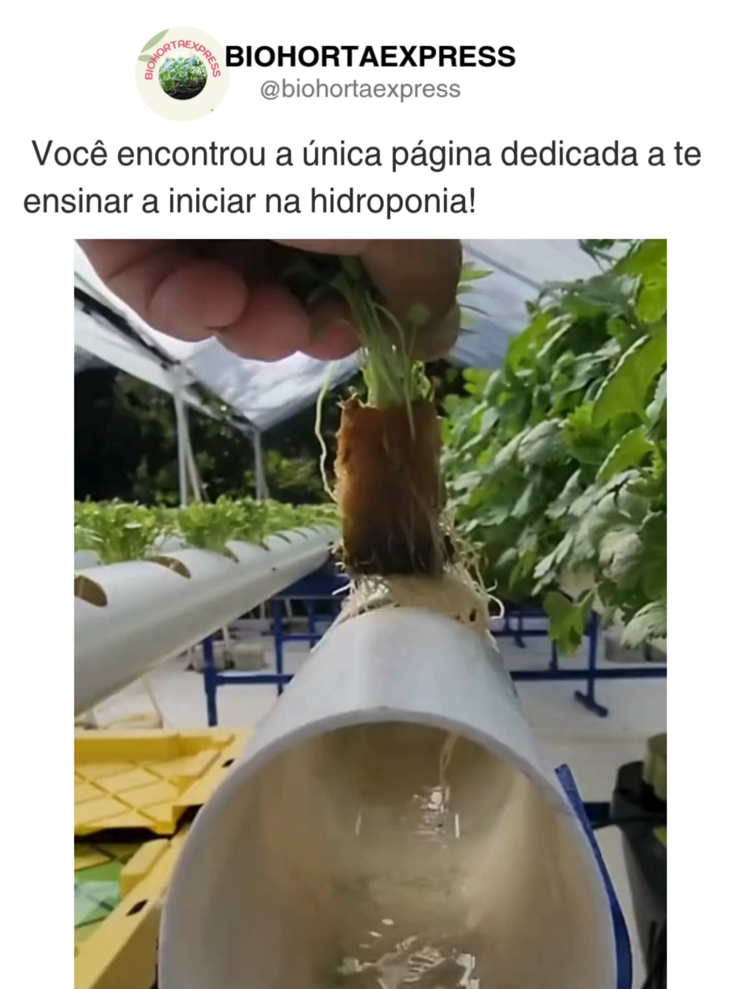 💧 Cultivar com hidroponia nunca foi tão fácil. No @biohortaexpress, você aprende todos os dias como montar sua própria horta hidropônica — de forma simples, prática e sem enrolação. 📲 Quer o passo a passo completo para começar em casa? Acesse o link na bio! ⚠️ DM para crédito ou pedido de remoção (sem intenção de copyright). ⚠️ DM for credit or removal request (no copyright infringement intended). ©️ All rights and credits reserved to the respective owner(s). #hidroponia #hortaemcasa #plantasemagua #cultivoemcasa #hidroponiaparainiciantes #HortaHidropônica #hidroponiabrasil #hortaurbana