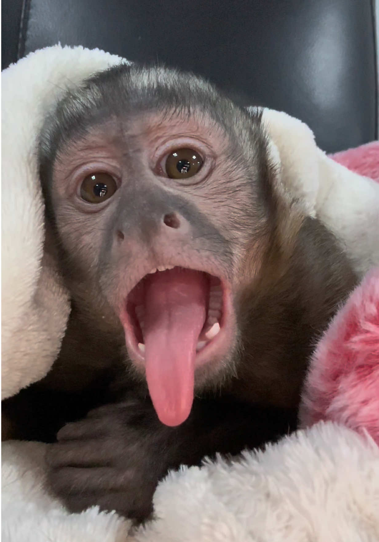 Прошел еще один день , насыщенный приключениями для Раи 🐵🩷🎀 и перед сном , как обычно она любит поваляться ,  и построить гримасы #capuchinRaya #Monkey #fup #capuchinmonkeys #cutetiktok #