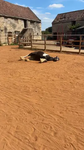 #cobsoftiktok🐎 