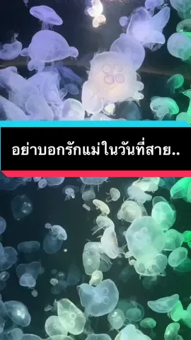 รักแม่ฝากกดแชร์กดติดตาม❤️อย่าบอกรักแม่ในวันที่แม่ไม่ได้ยิน “แม่”รอลูกได้ตลอดชีวิต แต่ชีวิตของแม่ไม่สามารถรอลูกได้ตลอดไป.  รักแม่ฝากแชร์คลิปนี้ออกไป❤️#สตอรี่_ความรู้สึก😔🖤🥀 #ชีวิต #mom #แม่ #ความรักของแม่ #ขอโทษแม่ #บอกรักแม่ #อย่ารอ #เรารักแม่ #คิดถึงแม่ #คิดถึงแม่นะ #เปิดการมองเห็น #ความรักของแม่ยิ่งใหญ่เสมอ #อย่าบอกรักแม่ในวันที่แม่ไม่ได้ยิน #รักแม่ที่สุดในโลก #รักแม่ที่สุด 