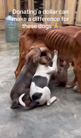 With your help we can change lives of these dogs and can be fed well 🙏