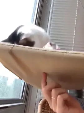 Cat falls #funnycat #catsoftiktok #catlover 