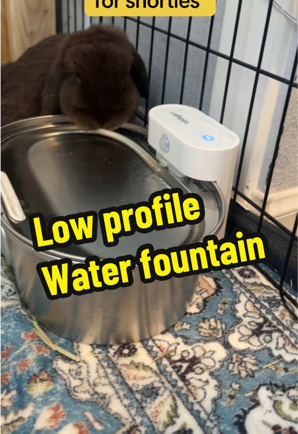 This pet water fountain is stainless steel, cord free and ultra quiet! It also holds 2 liters so I don’t have to constantly refill it. But the best part is the height. At four inches my small rabbits can reach comfortably.  #petwaterfountain #rabbitcare #bunnycare #bunnytok 