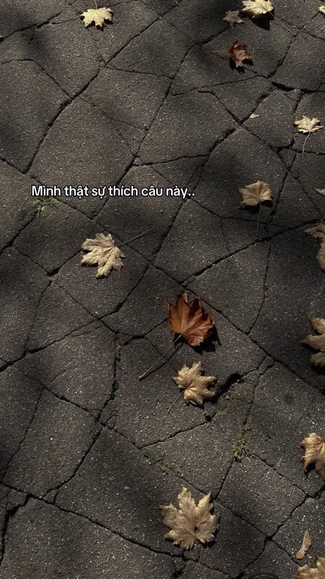 Đã từng có 1 người vì em như thế #querencia 