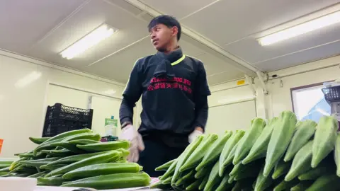 Hanya petani #オクラ #fyppppppppppppppppppppppp #fyp #日本語 #TG 