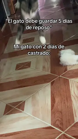 El se cree inmortal #gatos #catsoftiktok #cats #goviral 