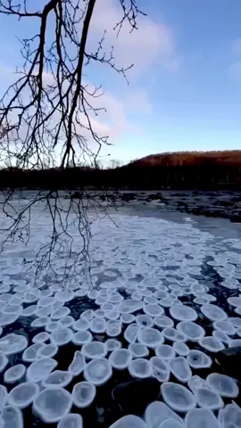 Pancake ice: rare frozen formations  Pancake ice forms when waves agitate slushy water during mild frost. It usually appears in coastal seas and sometimes on rivers.  Discs can grow up to 3 meters wide. Their edges get thicker from collisions. The phenomenon happens at –1 to –5 °C. 🌡 Seen in Canada, Norway, the Russian Far East, and Antarctica. #nature #frozen #Canada #Russia  #norway 