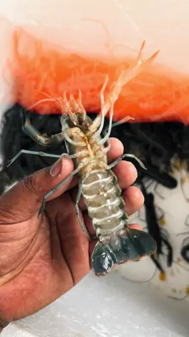 🦞 Rahasia Sukses Budidaya Lobster Air Tawar ala TJA_FARM! 🚀 Dari bibit unggul sampai panen melimpah, semua tips ada di sini! Jangan lupa follow untuk update terbaru! 😉 #LobsterAirTawar #BudidayaLobster #TJA_FARM #PeternakanLobster #TipsLobster