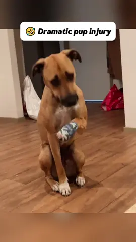 🤣Drama Queen Pup Alert! #fyp #foryou #dog #dramadog #funnydog #pet #funny #funnyvideos 