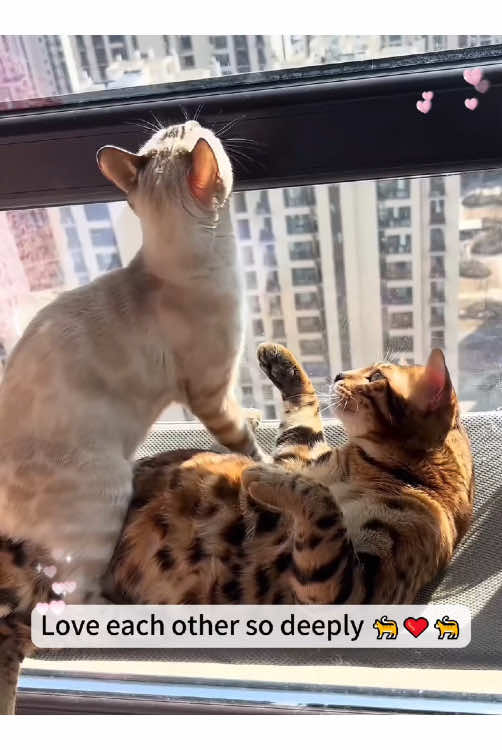 Love each other so deeply🐈❤️🐈#tiktok #cats #Love #petlover #lovestory #catsoftiktok #catlover #funny #foryou #fyp 