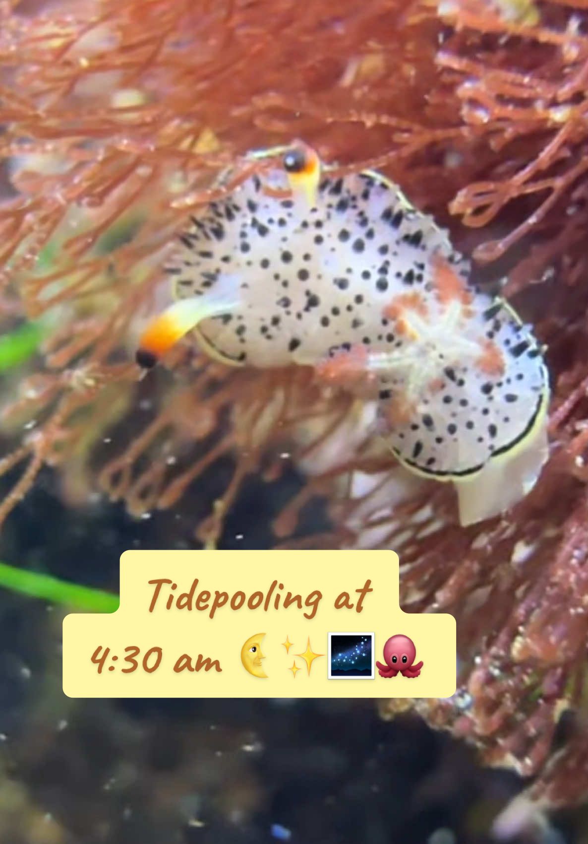 baby octopuses and almost getting stranded by the tide 🐙🌊 #tidepools #Vlog #nudibranch #seaslug #seastar #marinebiology #conservation #socal #californiacoast 