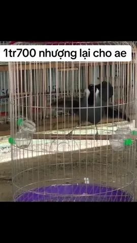 #xuhuongtiktok #yêuchimcảnh #khieugiongrung #khieubacma 