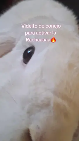 Activemos la racha #racha #conejo #laracha #larachaaaaaaaaaa🔥 #larachaaaaa🔥🔥🔥 