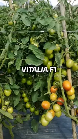 VITALIA F1 Tomat hibrida determinate. Bentuk buah : bulat. Warna buah muda : hijau. Warna buah masak : merah. Berat buah : 60-75 g/buah. Umur panen : 67-69 hst. Potensi hasil : 30-32 ton/ha. Tahan simpan. Adaptasi utama di dataran rendah. Tahan virus. Buah lebat. Produksi tinggi. Benih Citra Asia  Harga murah, tpi bukan murahan Tidak menguras kantong😊