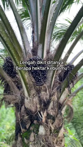 #petanimuda #petanisawit #petaniindonesia🇮🇩🇮🇩🇮🇩🌿🌿 #petanisukses #bosssawit #sawitontiktok #foryoupage #fyppppppppppppppppppppppp 