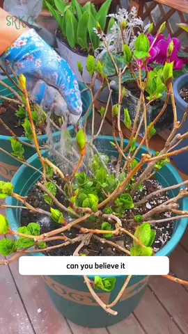 #garden #satisfyingvideo #motivationgarden #gardening #viral2025 #fyp #gardening101 #gardenlover 