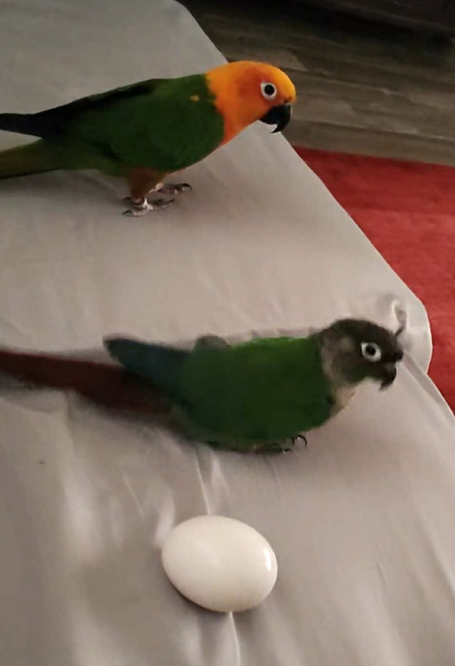 Bird moments with the talking conure parrots.