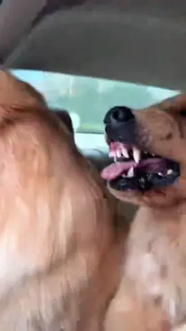 Dramatic dog expression 🐶 #dog #funny #dogsoftiktok #foryou #funnydog #fyp #dogs 
