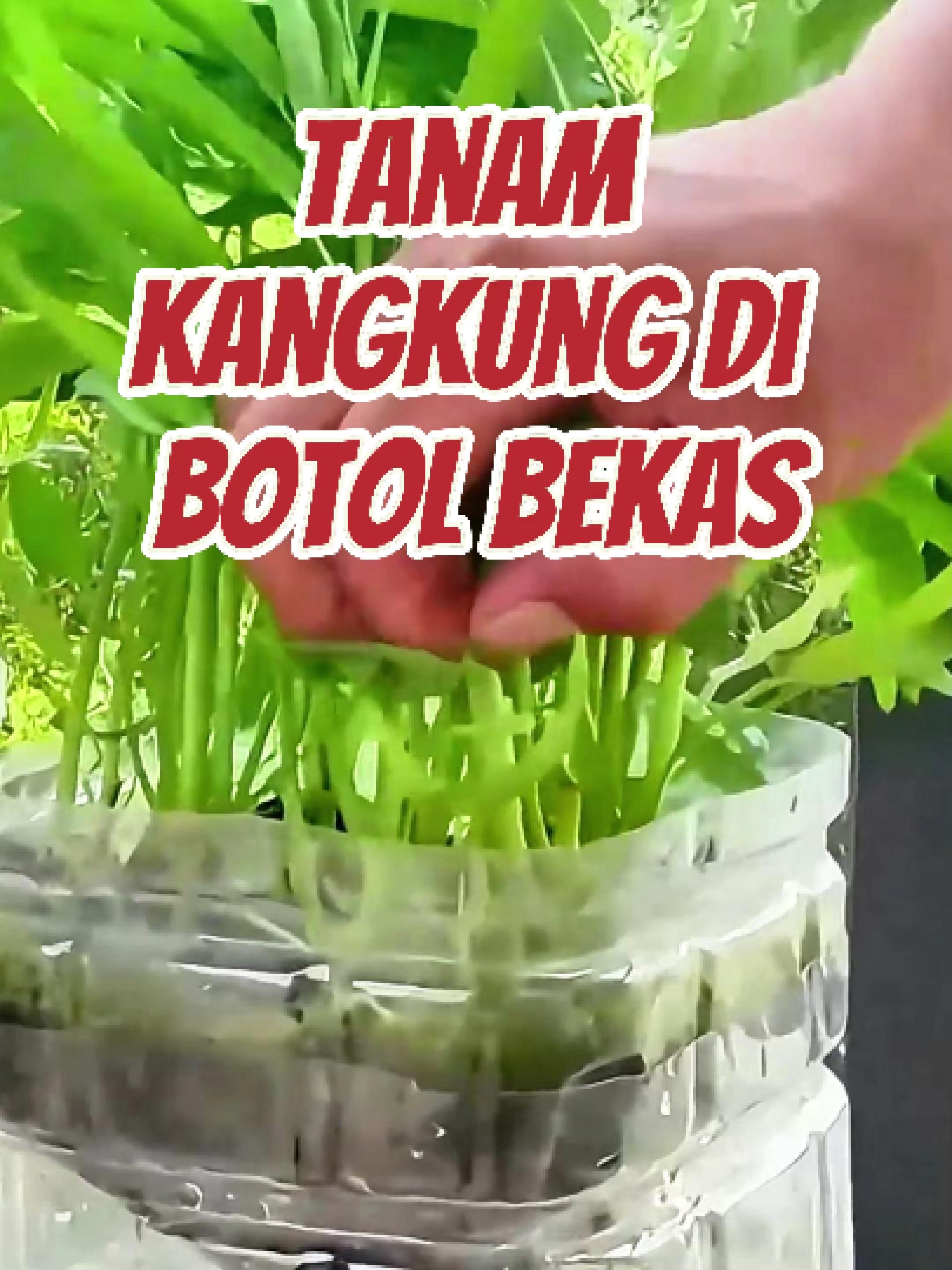 Trik Tanam Kangkung di Botol Bekas #benihkangkung #benihseribuan #tanamkangkung #menanam #modalkontendoang