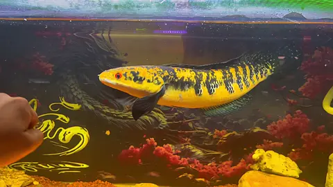 Hệ tàu ngầm u50 #quocdangluyenrong #channamaru #tiktok #channaindonesia #viral #channa #yellow #sentarum #batik 