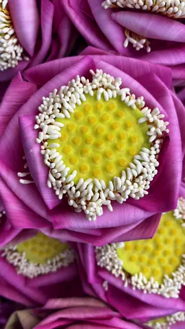 Công đoạn làm trà hoa sen nè cả nhà #😊 #anhhaisen #vuivemoingay❤️ #cogangmoingay💪 #fyp #vairal #xuhuong #trahoasen #tea #trà #lotus #hoasen #sen  @Anh 2 yêu Sen 