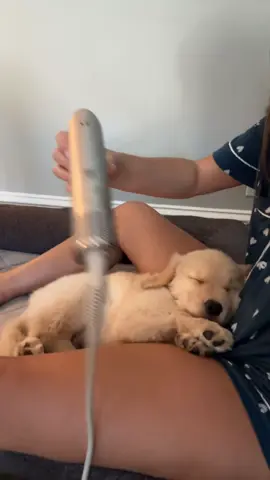 Just a boy getting his weekly blowout👑 the shark blow dryer always puts me to sleep💤 #sleepingpuppy #goldenretrieverpuppy #blowdryer #shark #puppylife #puppiesoftiktok #dogmom #pet @Shark Beauty 