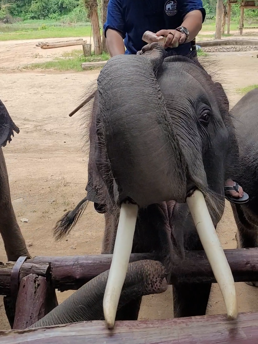 มัวแต่มองพี่แสนล้าน เกือบโดนพี่เมยจุ้บแก้ม🥰 คิดถึงเด็กๆจังเลยลูก🐘🤍 #พังน้ำเมย #พลายแสนล้าน #พลายคมแสน #พังสมศรี #ศูนย์อนุรักษ์ช้างไทยจังหวัดลําปาง #ช้างตระกูลแสน #พ่อแม่อุปถัมภ์ช้าง 