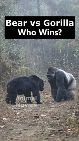 Gorilla vs Bear The Wildest Knockout You'll Ever See#gorilla #bear #fighting #viral #fyp 