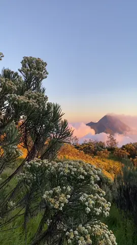 cantiknya bunga edelweis dan gagahnya gunung merapi😍  -Merbabu, 7 Agustus 2025 #mendakigunung #merbabuviaselo #merbabu3142mdpl #edelwiess #gunungmerapi #mountain 