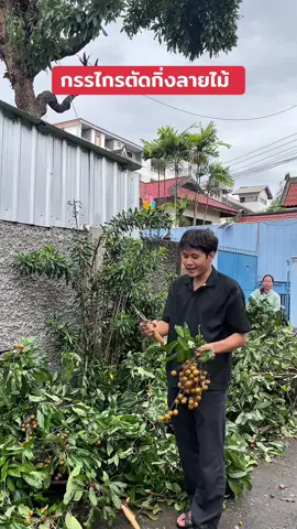 ตัดกิ่งลำไยง่ายๆ กับกรรไกรตัดแต่งตัวนี้เลย ! #กรรไกรตัดกิ่ง #กรรไกรตัดกิ่งลายไม้ #ตัดแต่งกิ่งไม้ 