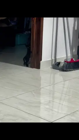 Gato quiere alma😸#empanada #catday  #gatonegrodebuenasuerte #funnycatsoftiktok #gatoraro😟 