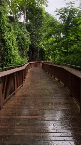 Nature and rain at the same time 🌳 #مومباي #الهند #سفر #سياحة #رحلات #تجارب_سفر #مدينة_مومباي #الهند_سياحة #الهند_سفر #مغامرات_سفر #مطاعم_الهند #تسوق_الهند #سياحة_الهند #Mumbai #IncredibleIndia #VisitMumbai #MumbaiCity #TravelMumbai #IndiaTravel #MumbaiDiaries #ExploreMumbai #MumbaiLife #DiscoverMumbai #MumbaiVibes #TravelIndia