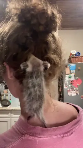 another use for curly hair: baby possum holding 