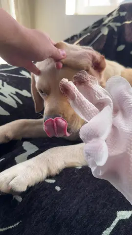 Getting cleaner while being petted.🐾 The perfect solution to keep your dog clean between baths. #doglover #doghacks #lab #dogcleaning #catpick #dogbath #petcaretips #dogsoftiktok #petglovewipes 