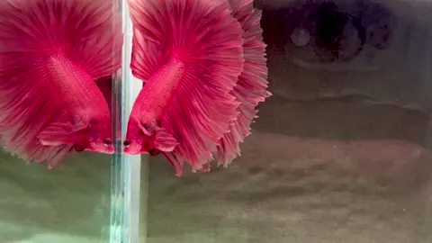 Super Orange 🍊 #betta#fish #xuhuong #viraltiktok 