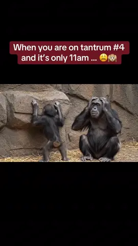 Wrong spoon. Wrong breakfast. Wrong everything. We’re 4 tantrums deep and it’s not even lunch yet 🐒🥄 #chimpanzee #parenting #DadTok  #Gorilla #mumtok #relatable #humour 