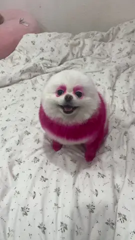 the happiest little pink panda #fyp #cutedog #blossom 