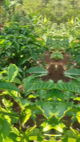 Kopi sistem pagar usia 1 tahun, mulai berbunga #petaniindonesia🇮🇩🇮🇩🇮🇩🌿🌿  #rhobusta_coffe  #petanimuda  #tiktokviral 