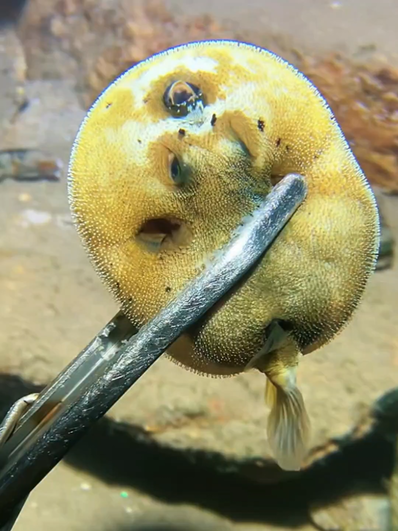 #diving #crab #catchthesea #seaside #seafood #fish #eel #lobster #seangsolofishing