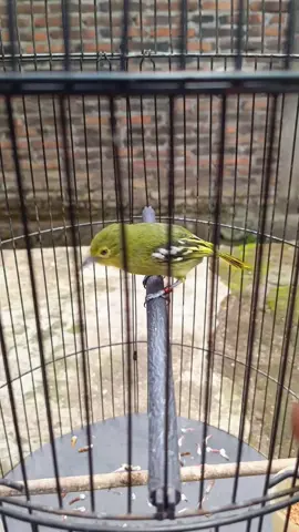 manuk ndeso bolo #fyppppppppppppppppppppppp #fyp #cipow #sirtu #sirdung 