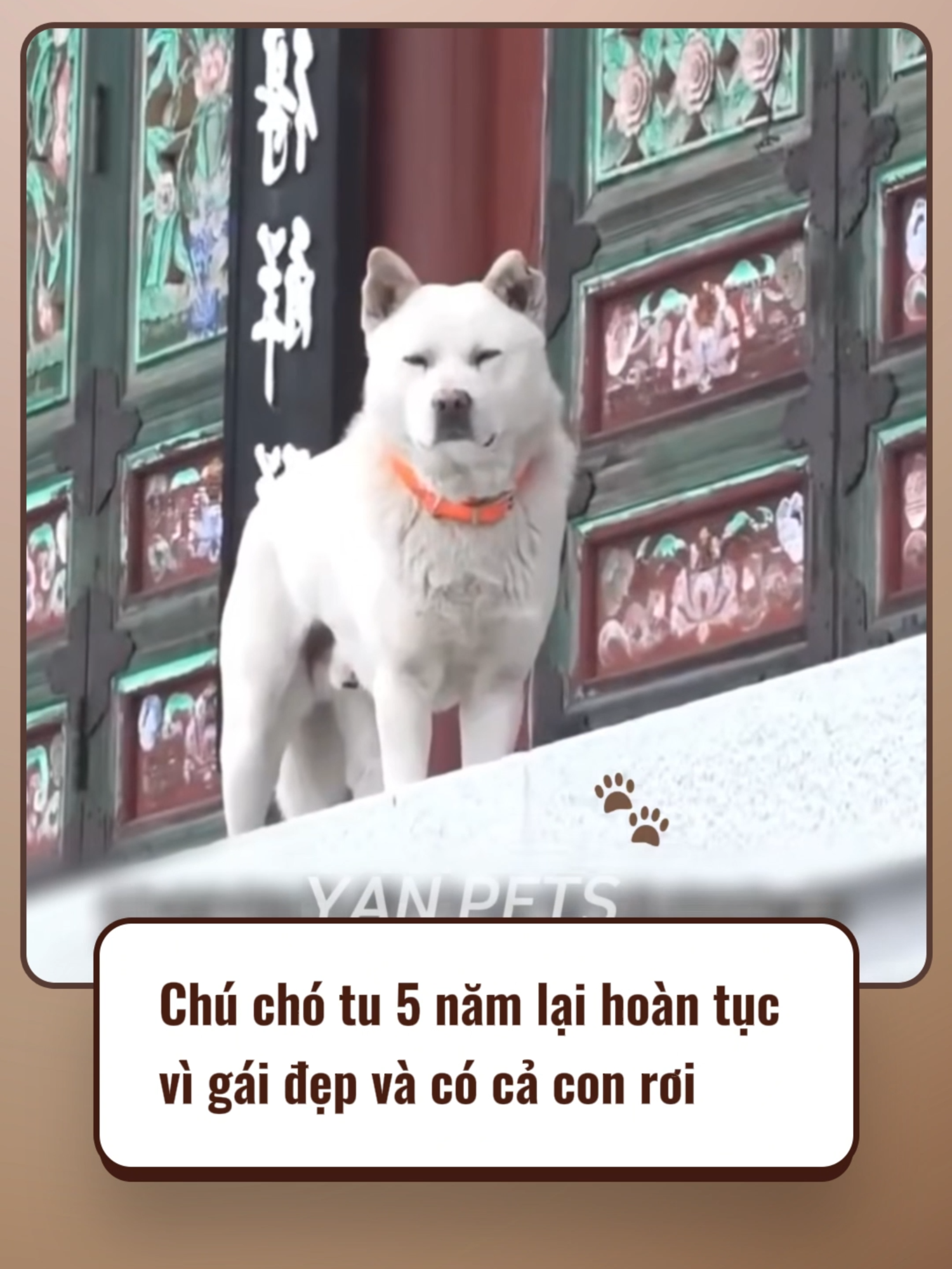 Ẻm tu được 5 năm rồi vẫn không tránh được cám dỗ 😅 #cuoihahaha #yanpets #xuhuong #viral #pet #fyp