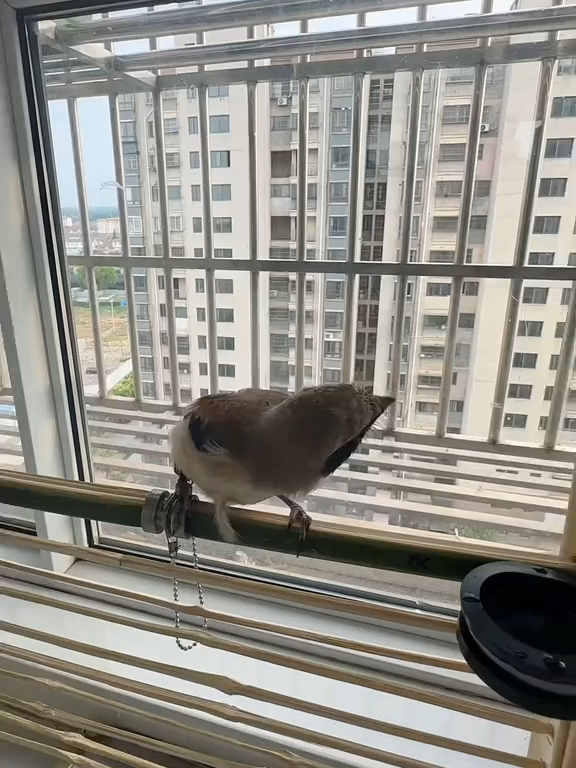 SaveTik.co_7513735383298559270-hd#birdwatching #vaiprofycaramba #wpt #beautybirds4🐥🐣🐥