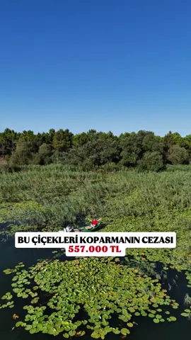 Koruma altındaki nilüfer çiçeklerini koparanlara, biyolojik çeşitliliği tahrip etmek ve zarar vermekten 557 bin 212 TL ceza kesiliyor. Sapı yaklaşık 1 metreyi bulan nilüfer, suyun dibindeki çamurda kökleniyor, yeşil yaprakların içinden aydınlık ile buluşuyor. Nilüfer çiçeklerinin tohumunun Amazon ormanlarından göçmen kuşlar aracılığıyla taşındığı ve bu sayede oluştuğu düşünülüyor. Geceleri kapanıp suyun altına giren nilüferler, güneşin doğuşuyla birlikte yeniden yüzeye çıkınca eşsiz bir manzara oluşturuyor. Bunun gibi daha farklı içerikler için sayfamı takip etmeyi unutmayın. #nilüfer #arnavutköy #terkos #çiçek #bitki 