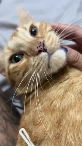 Mini motosierra  #cat #orangecatsoftiktok #orangecat #catlover #parati 