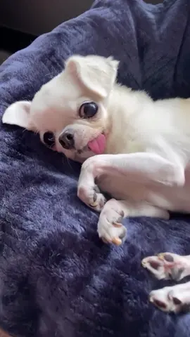 Featuring #puppy • yetidobby #Chihuahua #chihuahualife #puppies #chihuahuapuppy  #chihuahuas