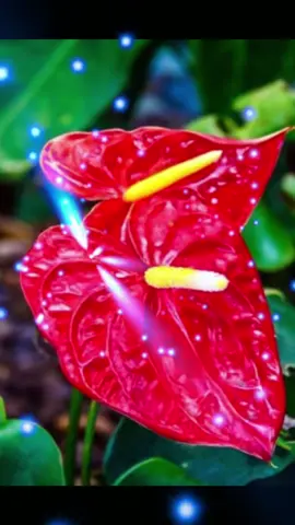 Ý nghĩa phong thủy Hồng môn đỏ#phongthuy8899 #phongthuy #cayphongthuy #cayphongthuydeban #caycanh #tuvi12congiap #hongmondo #caycanhdep #caytrong #phongthuytamlinh_cuocsong #tranggianhadep #tuvi 