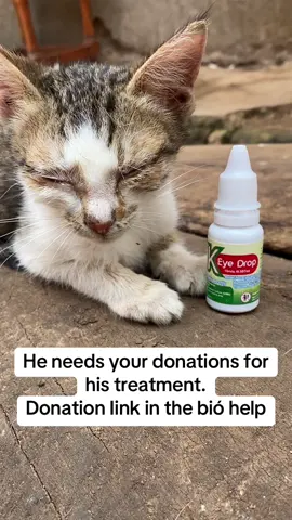 He needs your donations for his treatment. Donation Iink in the bió help #catrescue #rescuekittens #catsfollowers #furryfriends #viralreels