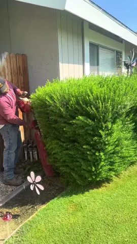 #garden #gardening #clean #cleaning #asmr #fyp 