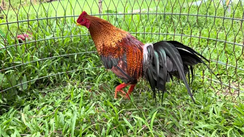11/8 Cú mới có 10tháng tuổi nhìn cũng phê